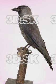 Jackdaw - Corvus monedula 0016